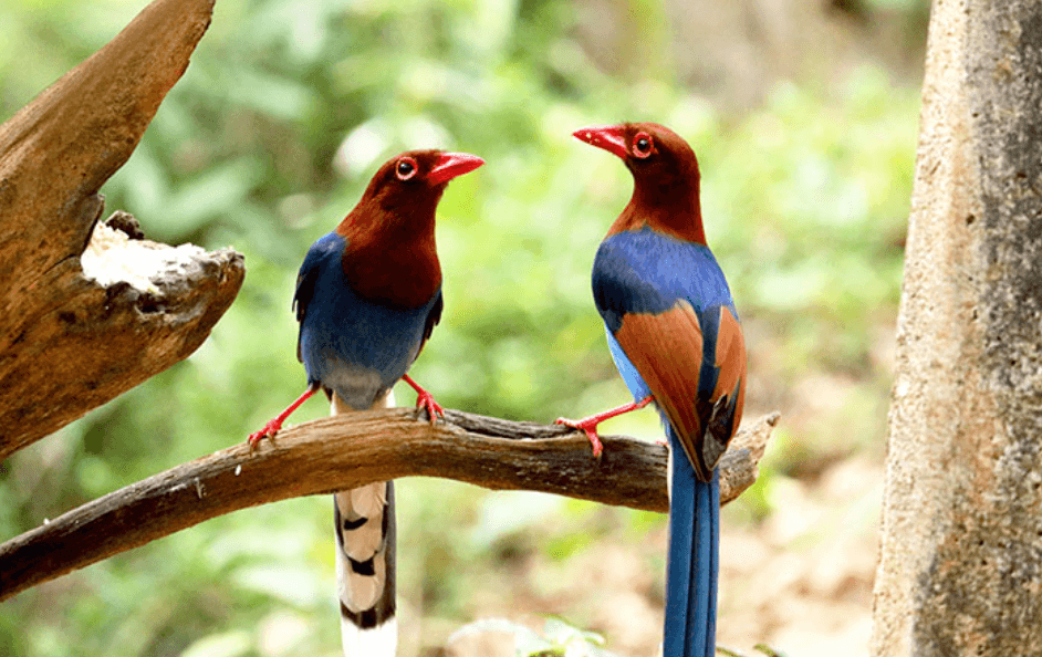 Bird Watching